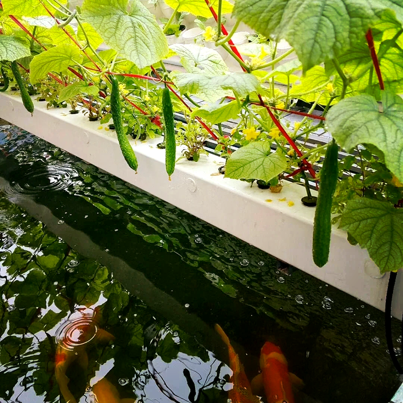 自贡市水培鱼菜共生 - 推荐